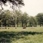 Texas Longhorns in pasture, Singing Coyote Ranch