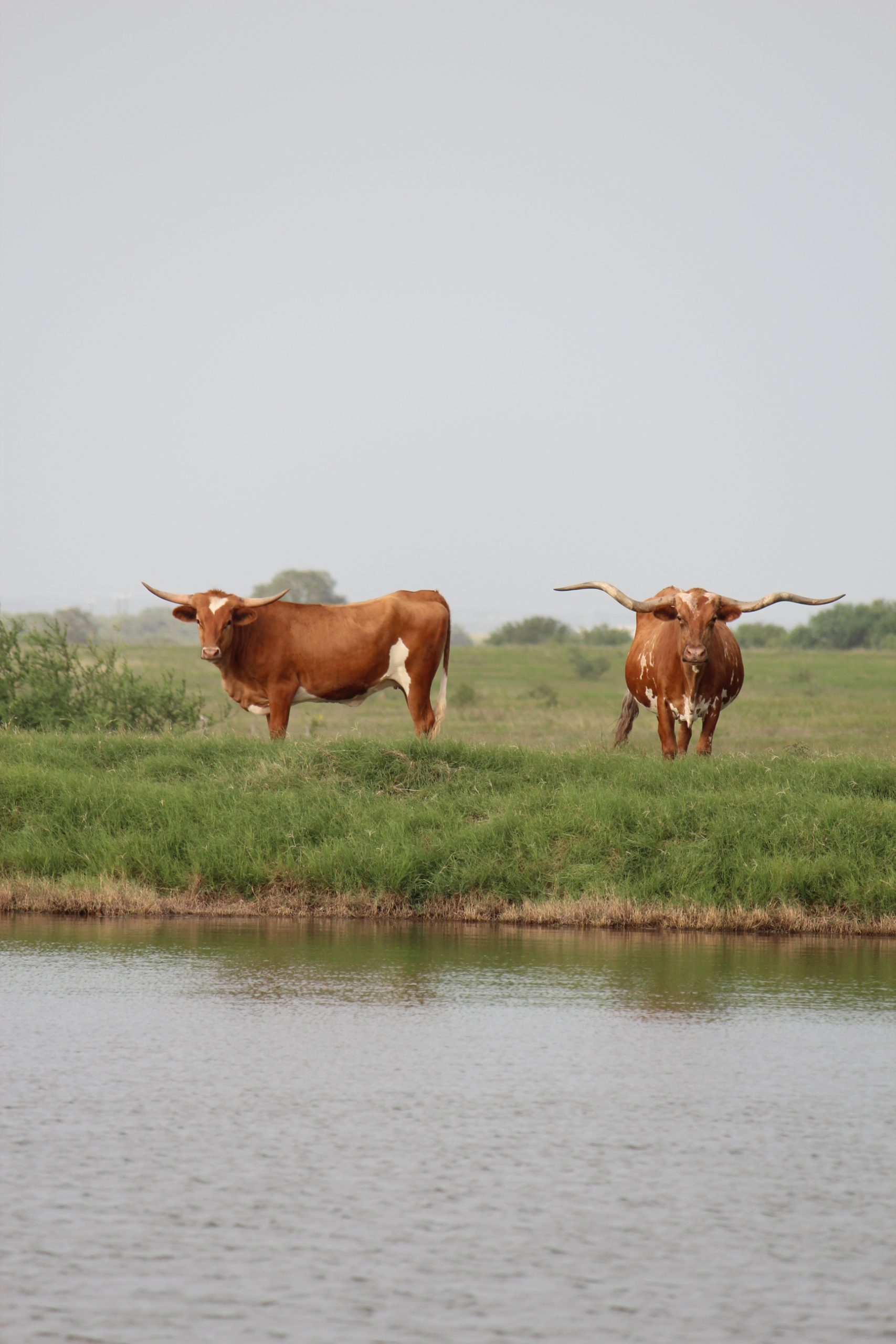 two longhorn cattle by water